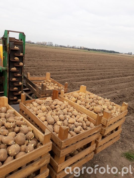 Ziemniaki Galeria Rolnicza Agrofoto