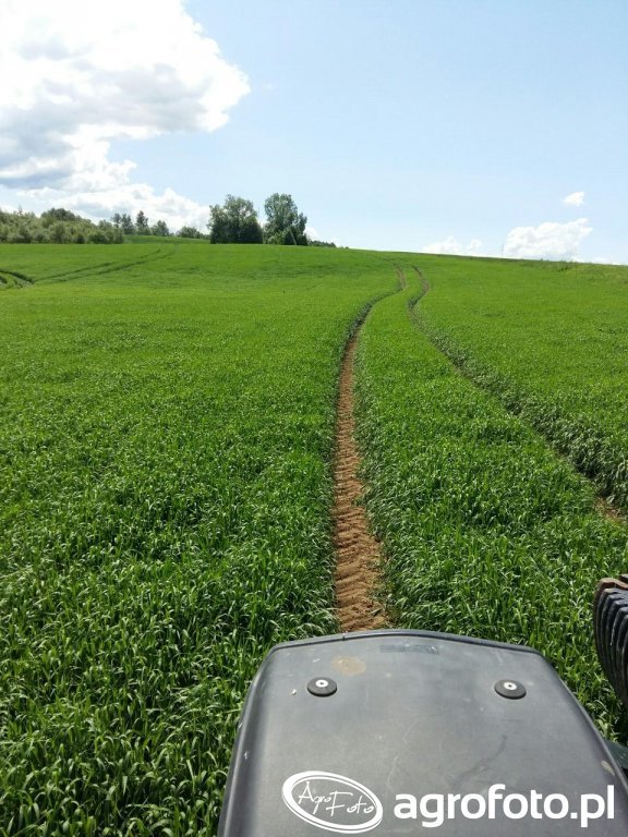 Propino zdjęcie, fotka, foto numer 647097 Galeria rolnicza agrofoto