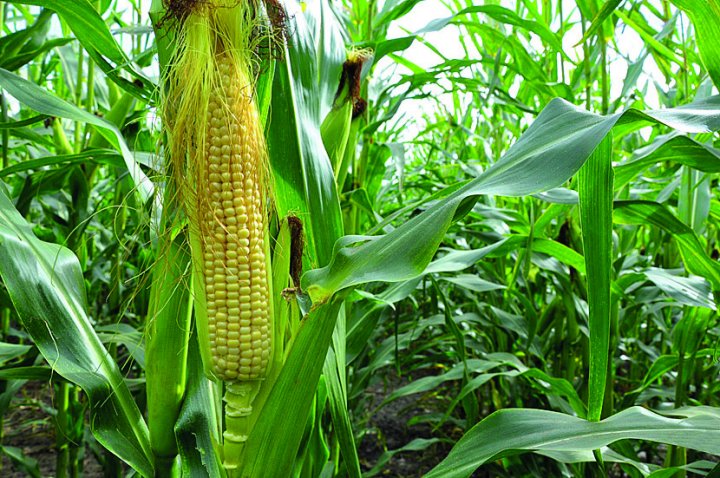 kukurydza1_b.jpg