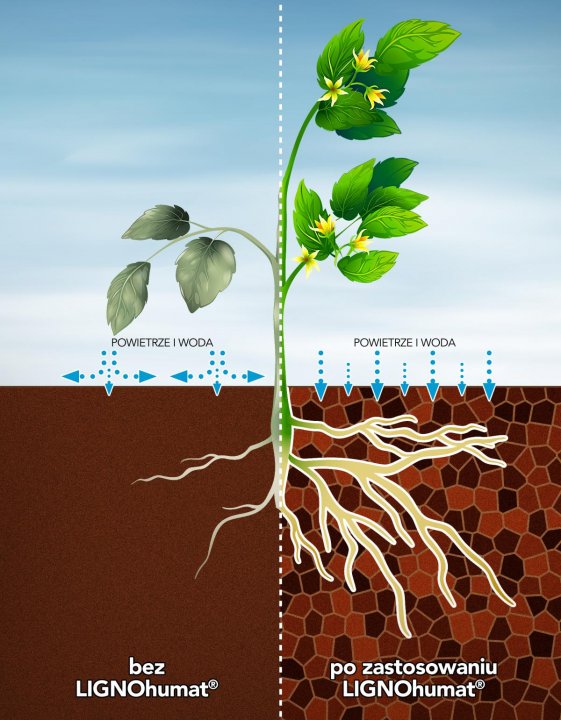 lignohumat-dzialanie.jpg