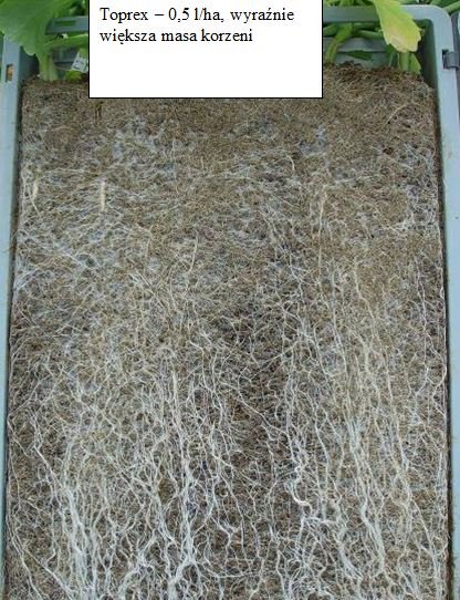 Fot. 5. Większa masa korzeni.jpg