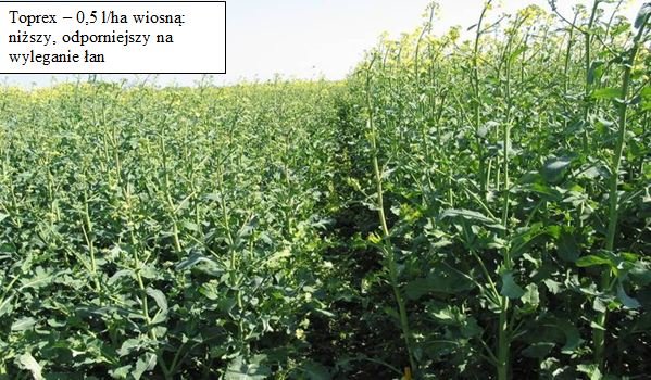 Fot. 4. Niższy łan.jpg