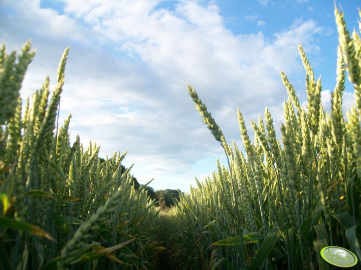 pszenica_45139_358_238784.jpg