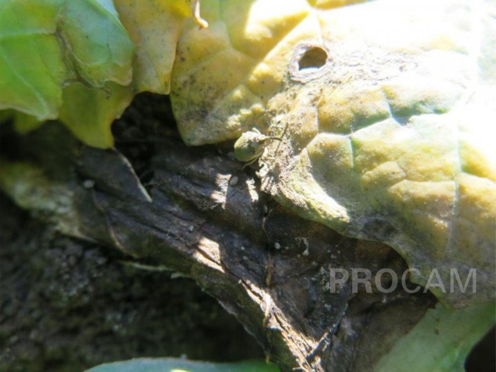 8. CHOWACZ BRUKWIACZEK.JPG