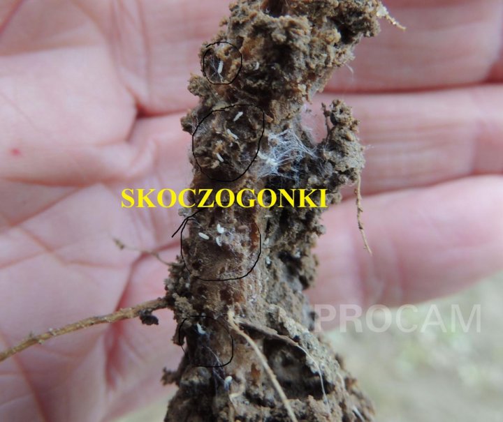 17. SKOCZOGONKI NA ZMACEROWANYM PRZEZ MRÓZ I ŻERUJĄCE LARWY ŚMIETKI.JPG