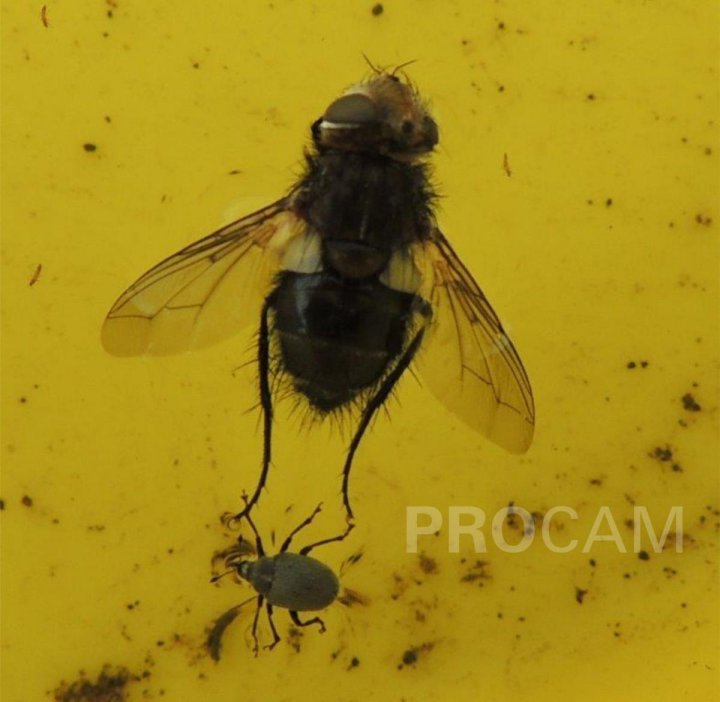 4. CHOWACZ BRUKWIACZEK.JPG