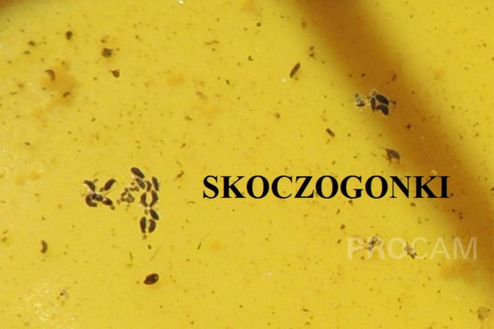 14. SKOCZOGONKI.JPG