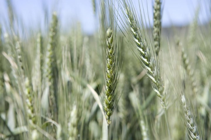 Wheat green_UC_3_Hi.jpg