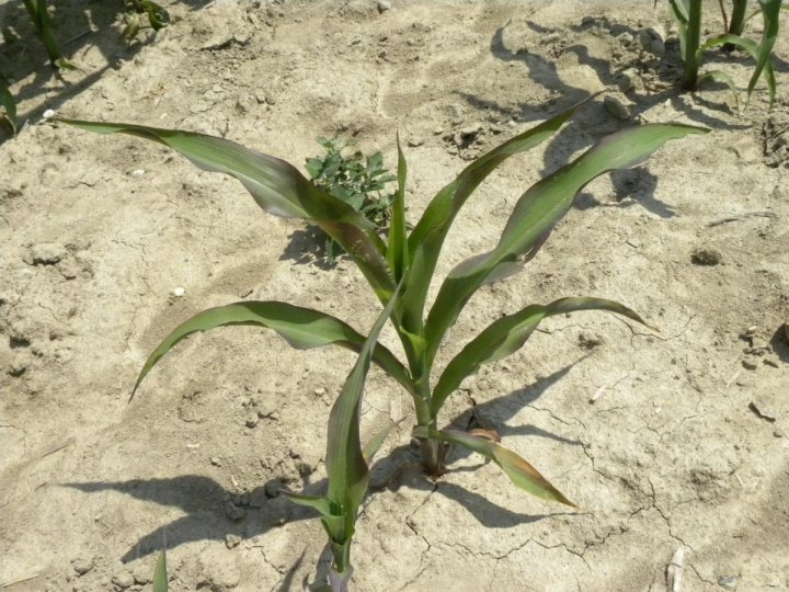 Fot.-Susza-na-plantacji-kukurydzy-hamuje-wzrost-i-rozwoj-roslin.JPG