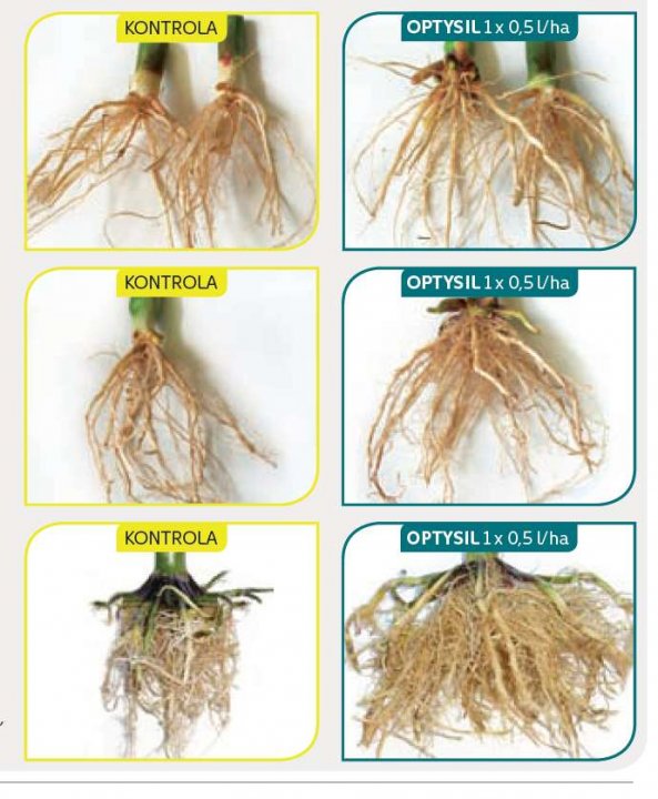 Fot.-Optysil-wplywa-na-lepszy-rozwoj-systemu-korzeniowego-roslin-.jpg
