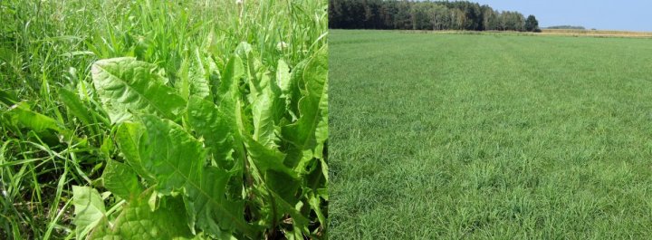 2_Wiosna - stan użytku.jpg