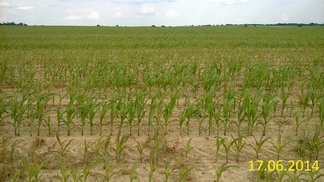 2kukurydza 17.06m.jpg