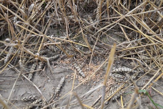 Szkody zboża_lipiec_fot. Concordia Ubezpieczenia.JPG