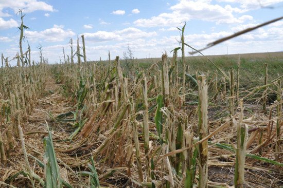 Szkody kukurydza_lipiec_fot. Concordia Ubezpieczenia 3.JPG