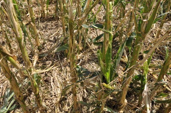 Szkody kukurydza_lipiec_fot. Concordia Ubezpieczenia 1.JPG