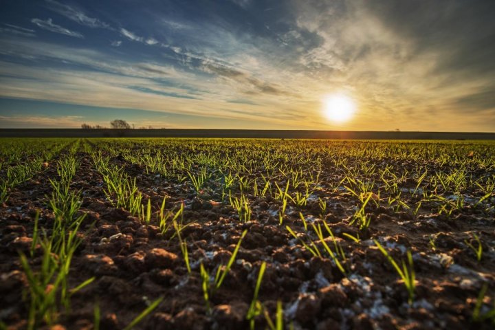 Uprawa fot PROCAM.jpg