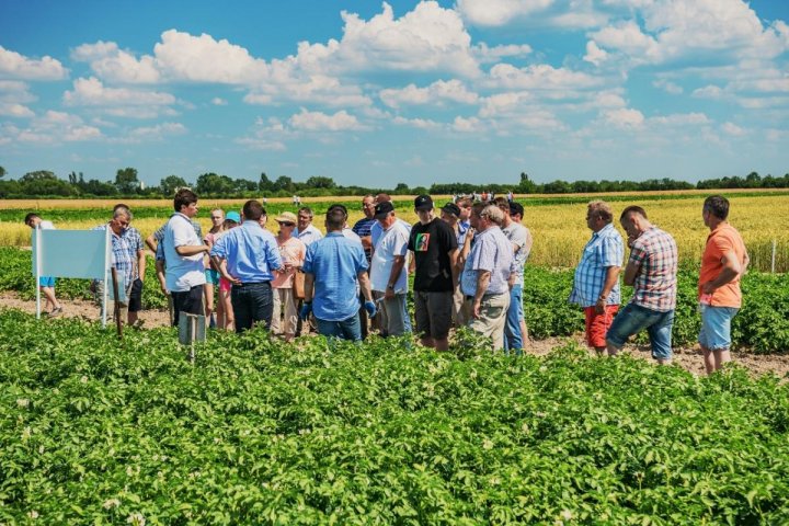 MAZOWIECKIE DNI ZIEMNIAKA PROCAM 2017 (5).jpg
