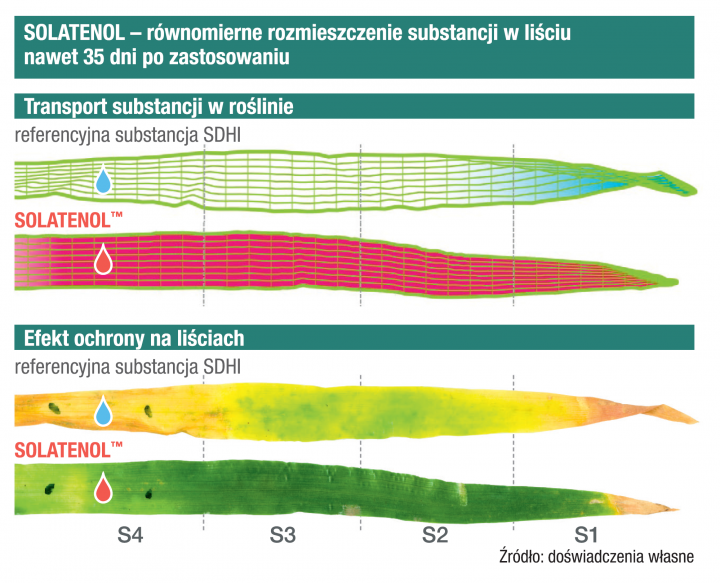 rozmieszczenie substancji w liściu .png