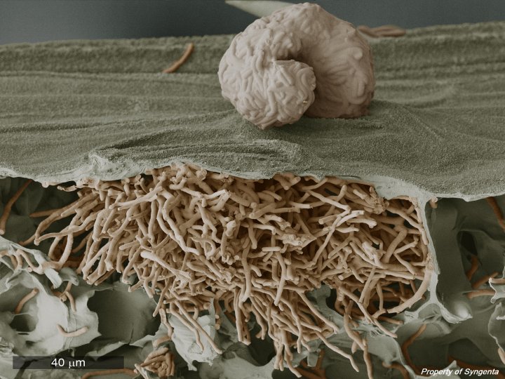 Septorioza na pszenicy 20 dni po infekcji .jpg