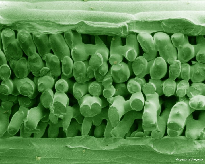 SOLATENOL _ Zdrowy liść pszenicy .jpg