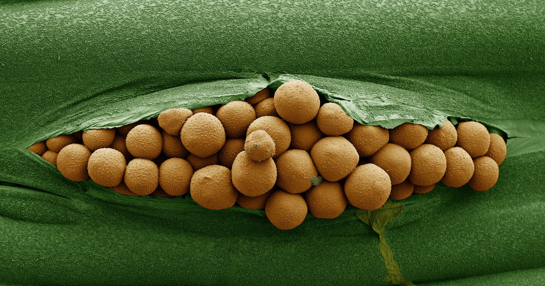 AgroFoto.pl - miejsce spotkań rolników