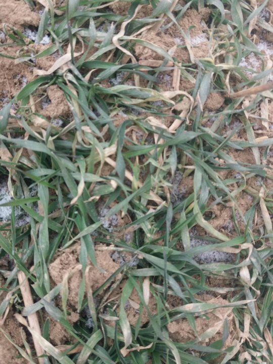 Pszenżyto transfer.jpg