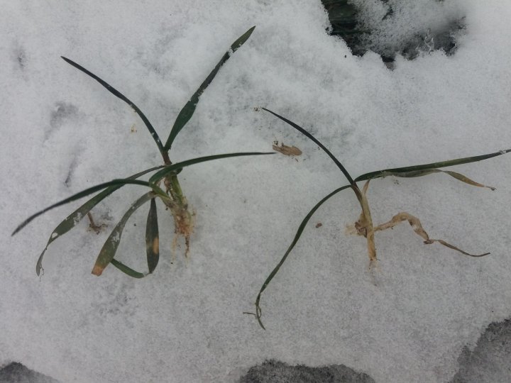 Patras- 2 roslinki.jpg