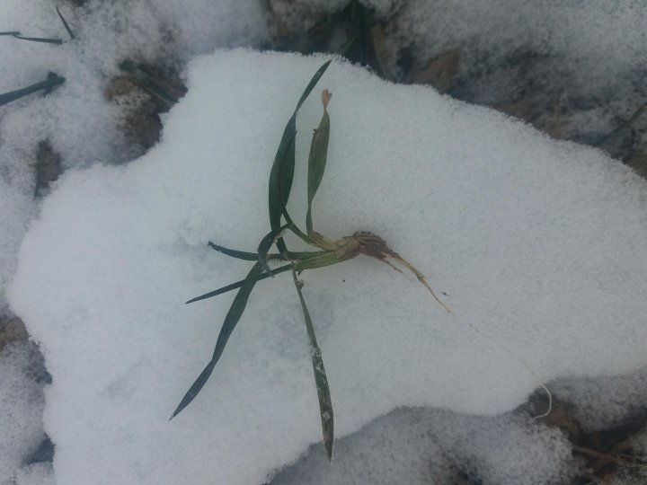 ostroga ROŚLINA.jpg