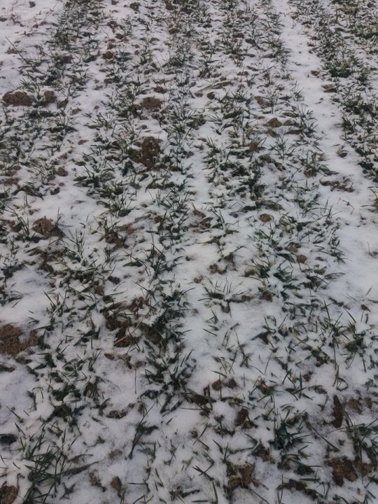 pokrywa śnieżna1.jpg