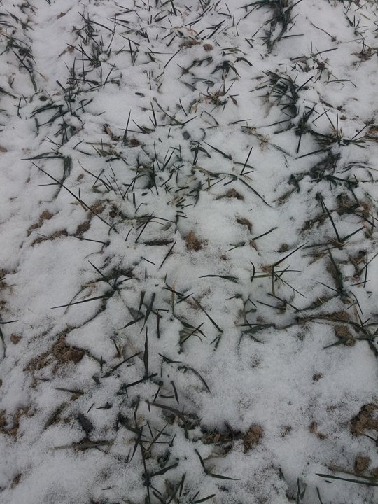 Pokrywa śnieżna Patrasa.jpg