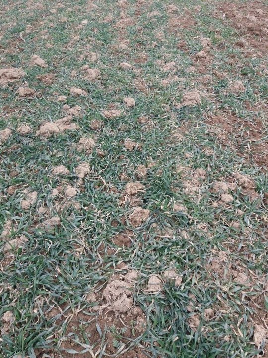 pszenżyto transfer111.jpg