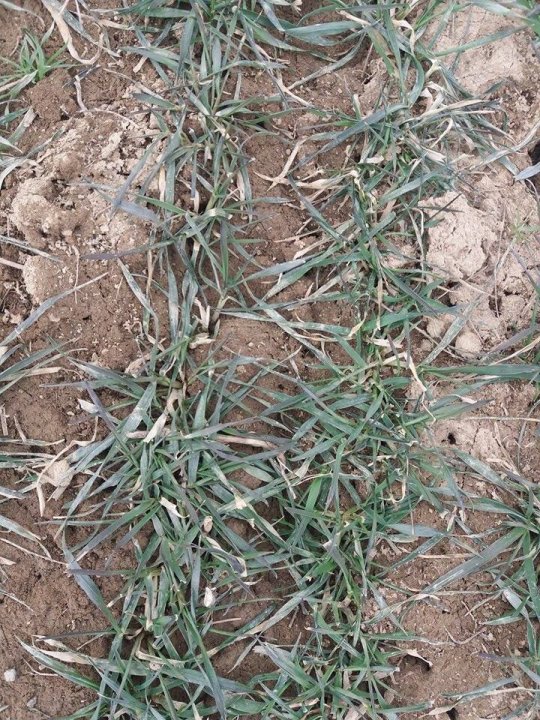 pszenica ostroga111.jpg