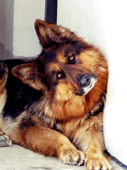 C__Data_Users_DefApps_AppData_INTERNETEXPLORER_Temp_Saved Images_10387539_500587116709642_7211178023085396969_n.jpg