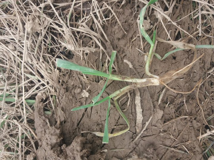 transfer 345 pszenżyto.jpg