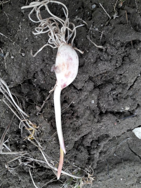 20180331_133813 (1).jpg