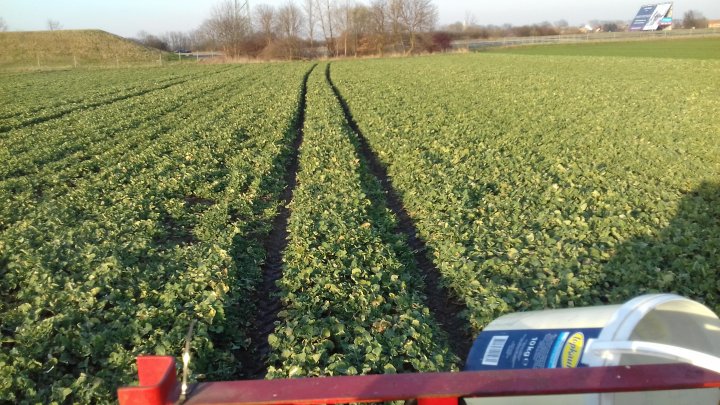 rzepak wiosna 002.jpg