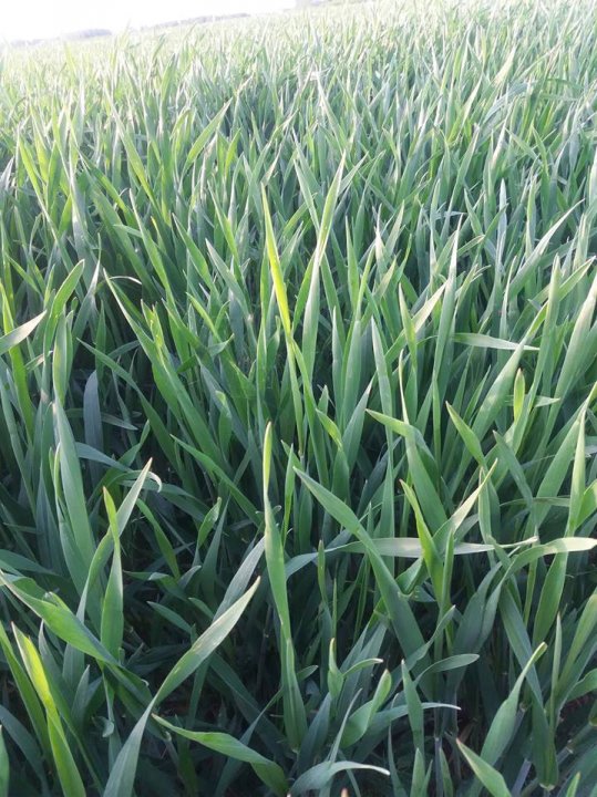 pszenica arkadiaaaaaa.jpg