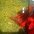 pawelfarm9