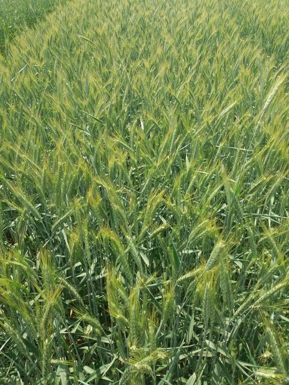pszenżyto wykłoszone.jpg