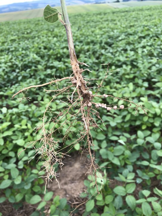 Brodawki Biofood.JPG