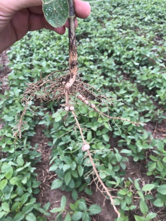 Brodawki biofood2.JPG