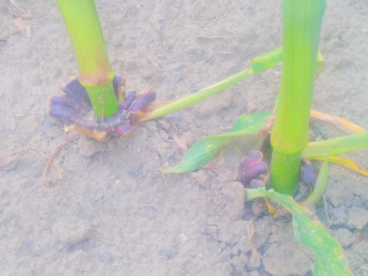 IMG_20180617_140713 (1) (1).jpg