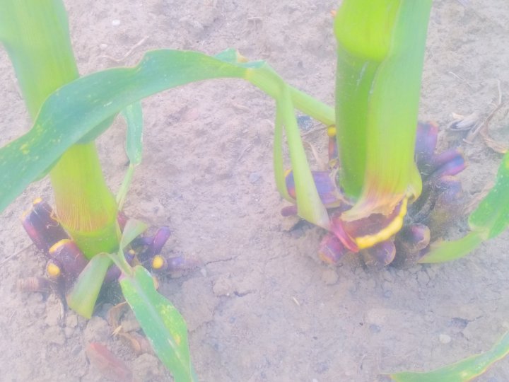 IMG_20180617_140705 (1) (1).jpg