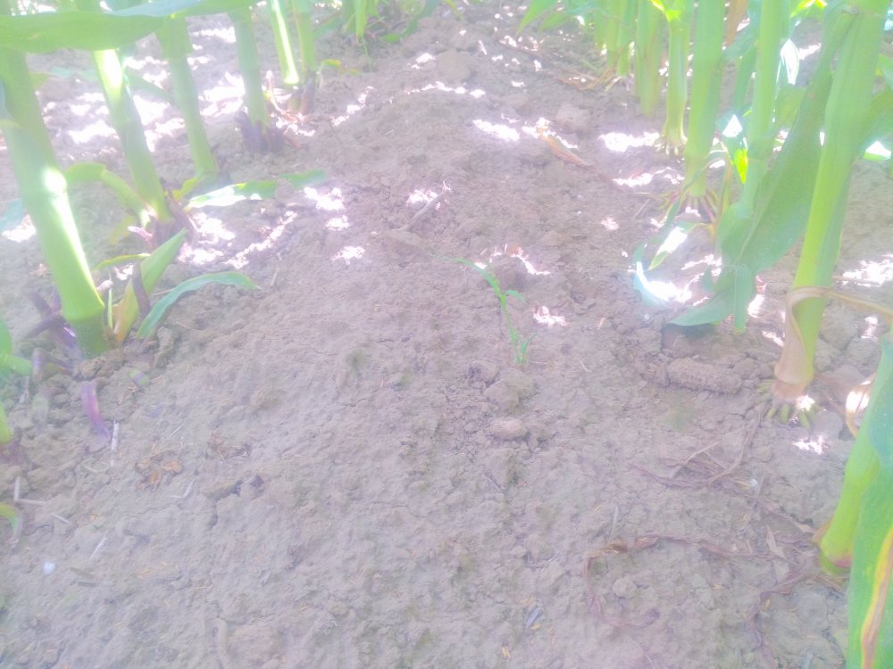 IMG_20180702_115157 (1) (1).jpg