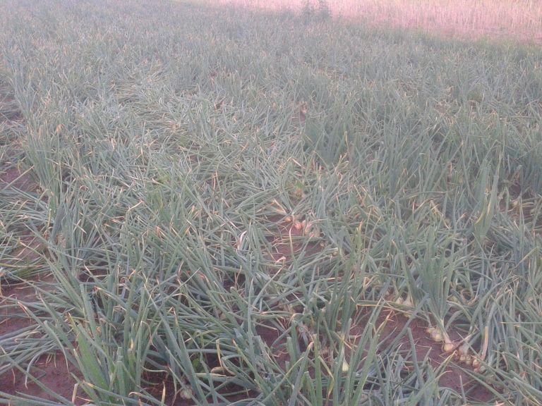 cebula 17 lip 2018 res.jpg