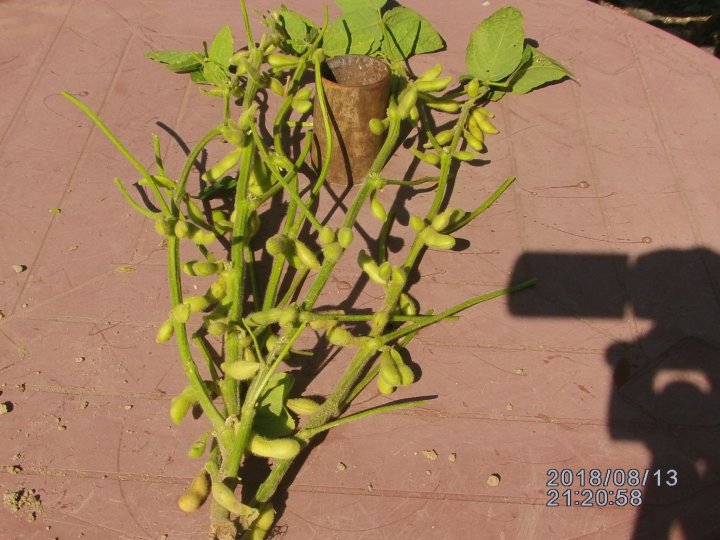 soja pseudo Violetta.JPG