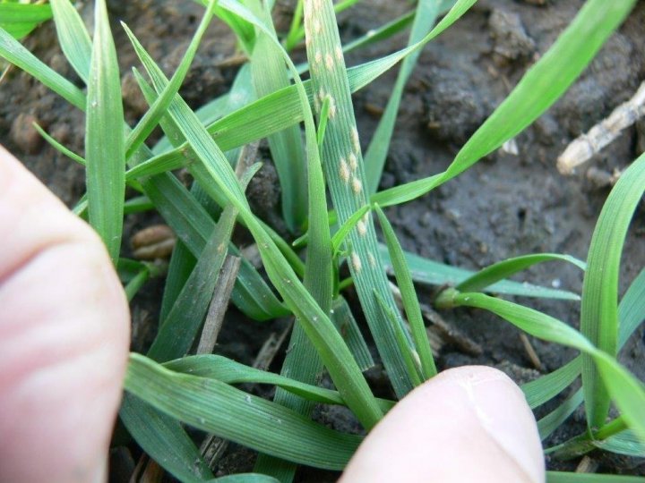 MĄCZNIAK PRAWDZIWY ZBÓŻ I TRAW PIERWSZE INFEKCJE TEJ JESIENI.jpg