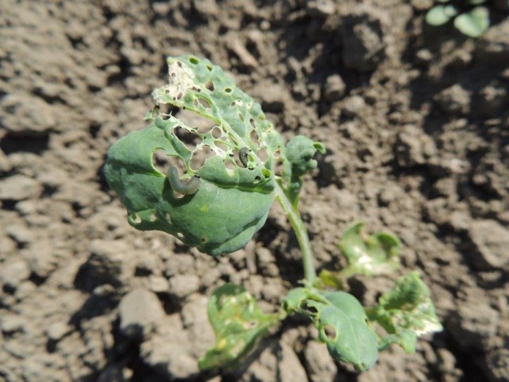 Gnatarza rzepakowiec.jpg