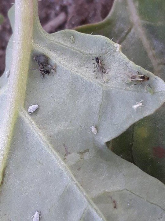 Mszyca kapuściana.jpg