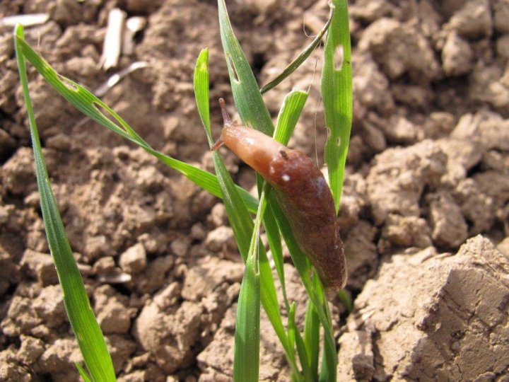 ŚLIMAKI ŻERUJĄCE NA LEDWO CO WSCHODZĄCE OZIMINY ZBÓŻ.jpg